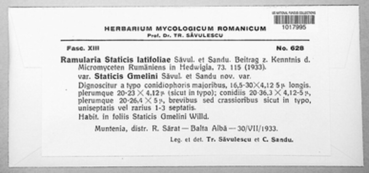 Ramularia statices-latifoliae image